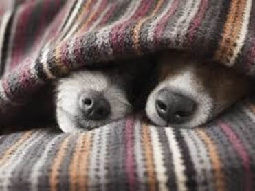two cold dogs hiding under blanket